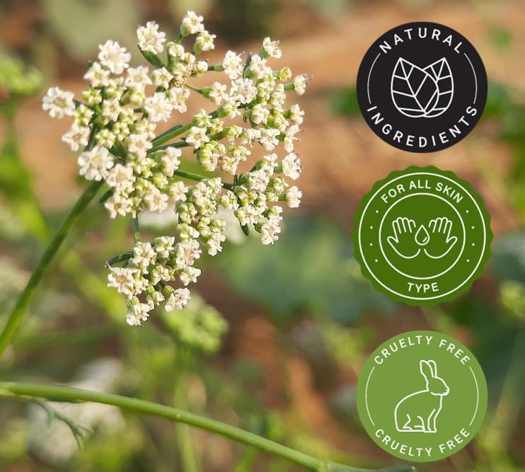 Ajowan Seed Essential Oil - 16 fl oz - Aluminum Bottle w/Locking Cap - GreenHealth