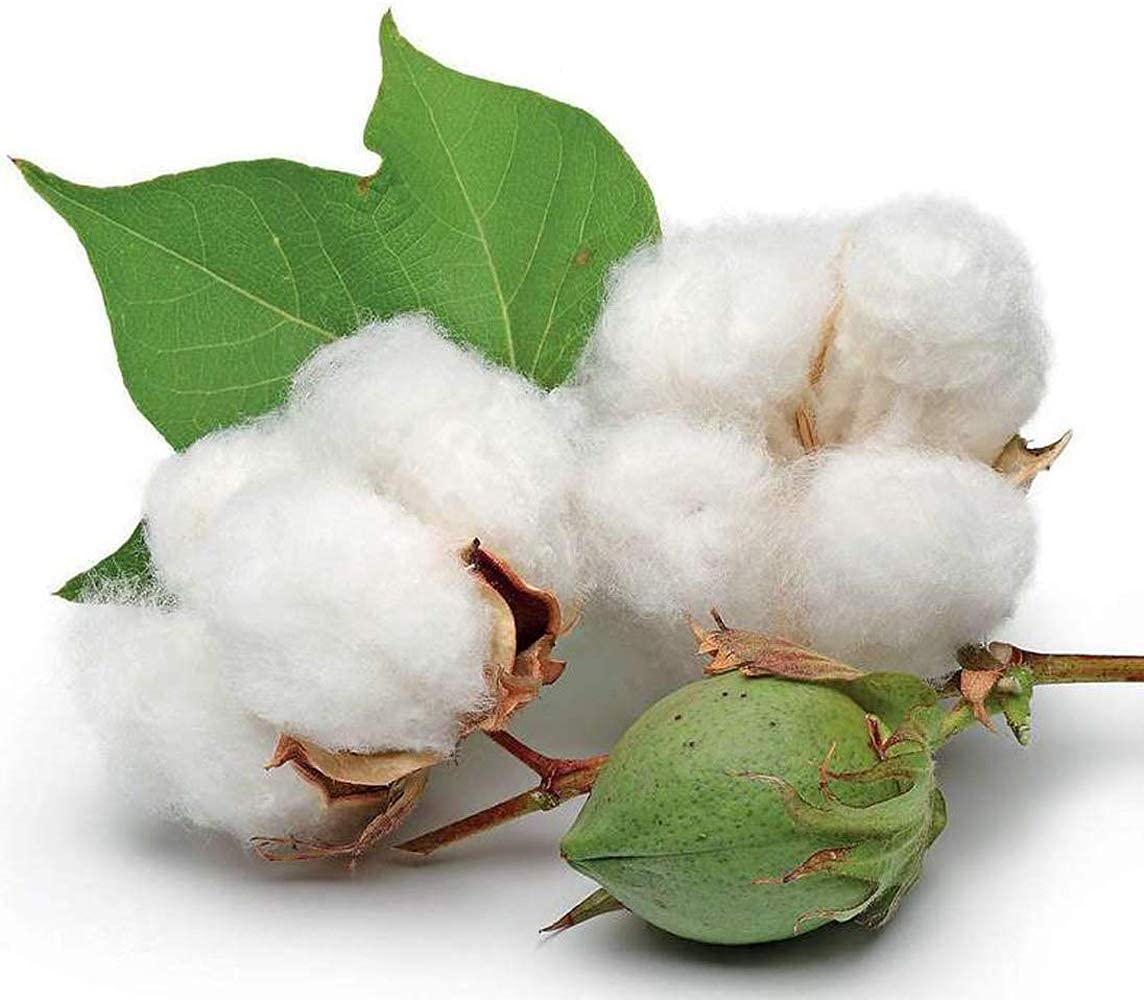 6" Long Cotton Swabs 2000pcs for Makeup, Gun Cleaning or Pets Care