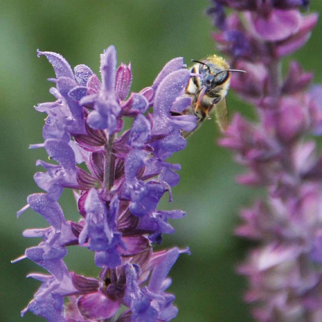 Aromatics International Hyssop Hydrosol 100ml | Herbal Aromatic Mist for Room Care