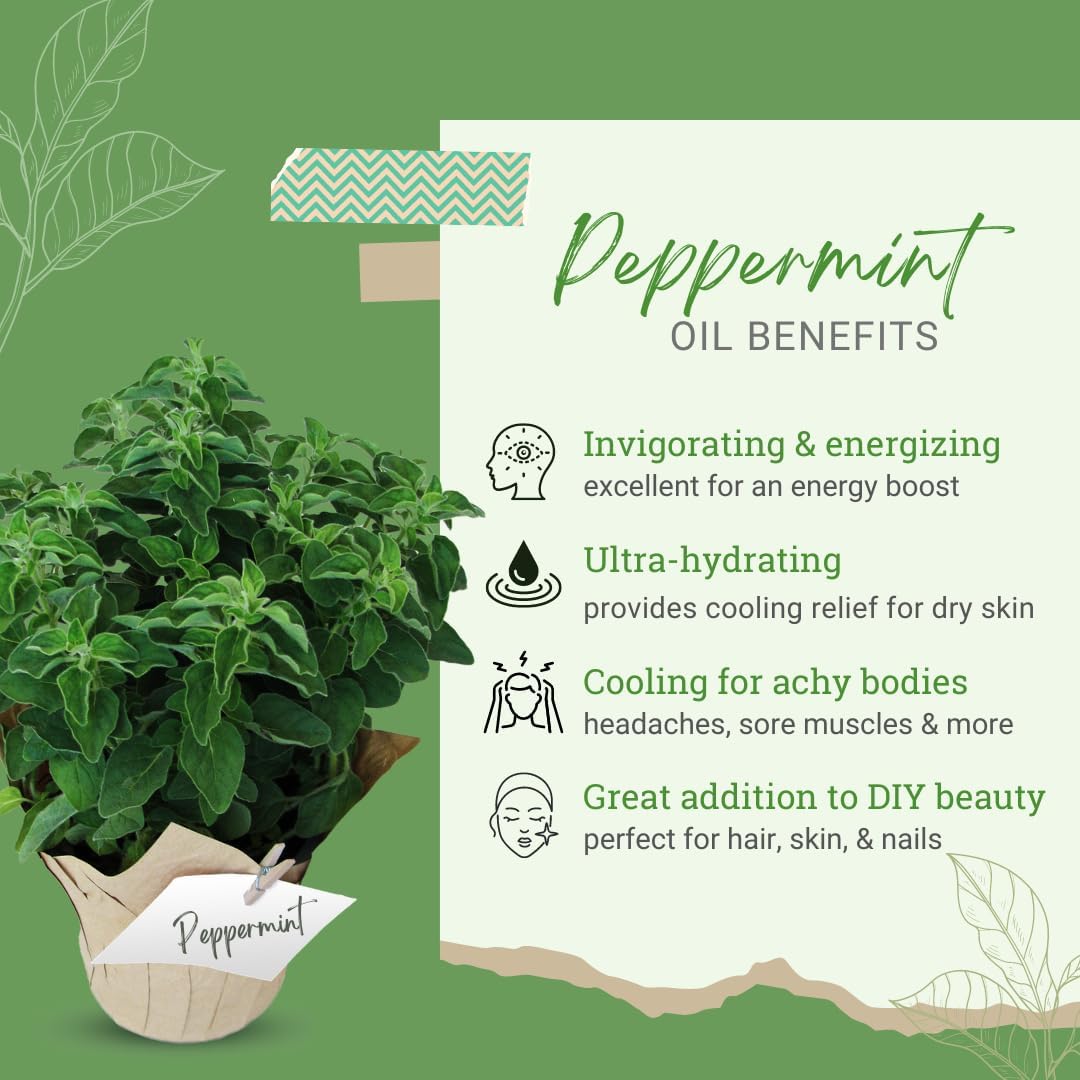 Peppermint Essential Oil – 100% Pure Mentha Piperita – GreenHealth – 8 fl oz (237 ml) Aluminum Bottle with Plug Cap – Aromatherapy, Diffusers, DIY, Candles, Fresh Home Scent