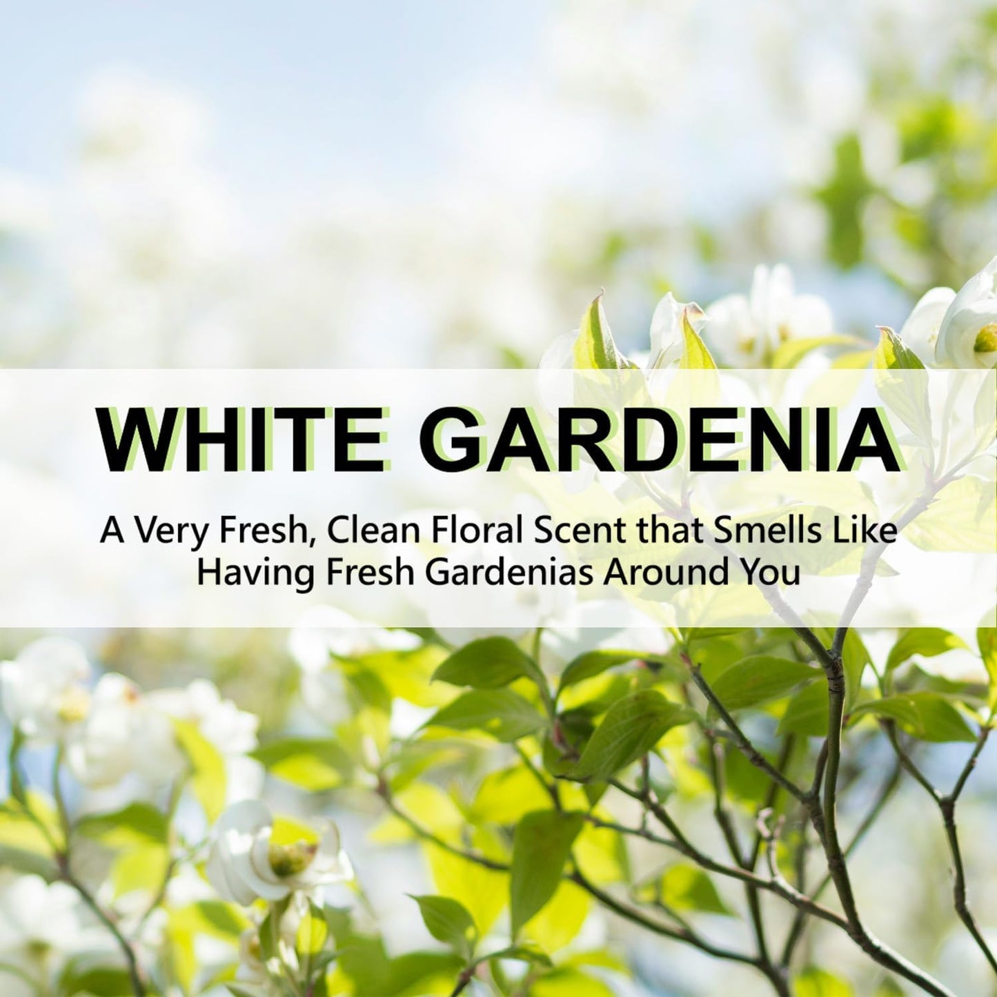 Large 12 Packs White Gardenia Hanging Closet Deodorizer Air Freshener Long Lasting Scented Sachets Smell Goods for House