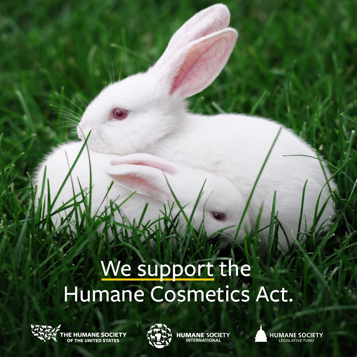 US Organic 100% Pure Cinnamon Leaf Essential Oil - USDA Certified Organic, Steam Distilled - W/Euro Dropper (More Size Variations Available) (15 ml / .5 fl oz)