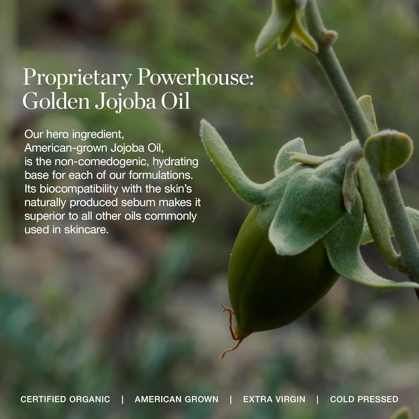 Ogee Complexion Perfecting Under Eye Concealer - Certified Organic Full Coverage Concealer - Buildable Coverage - DAPHNE 10.50C - Tan (Yellow-Neutral Undertones)