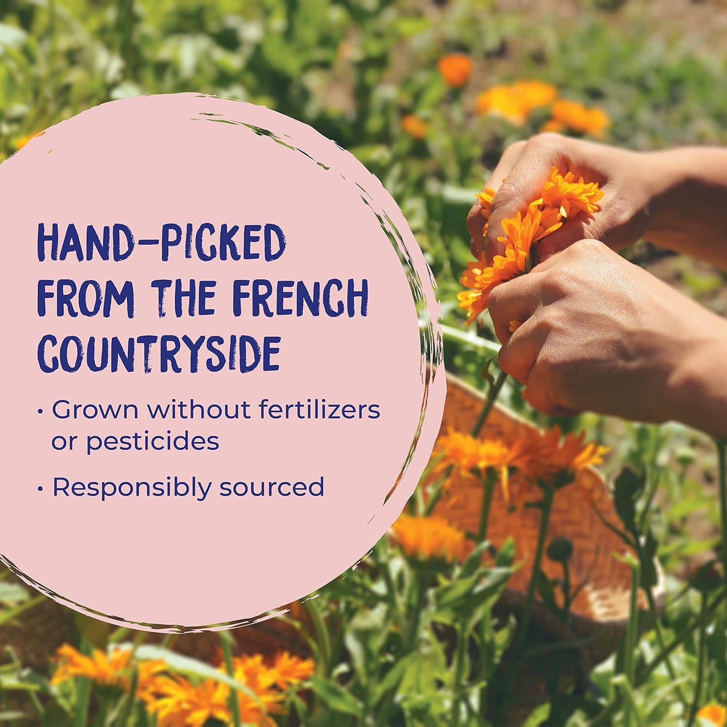 Boiron Calendula Gel for Relief from Rashes, Razor Burn, or Insect Bites - Non-Greasy and Fragrance-Free - 3 oz (2 Pack of 1.5 oz)