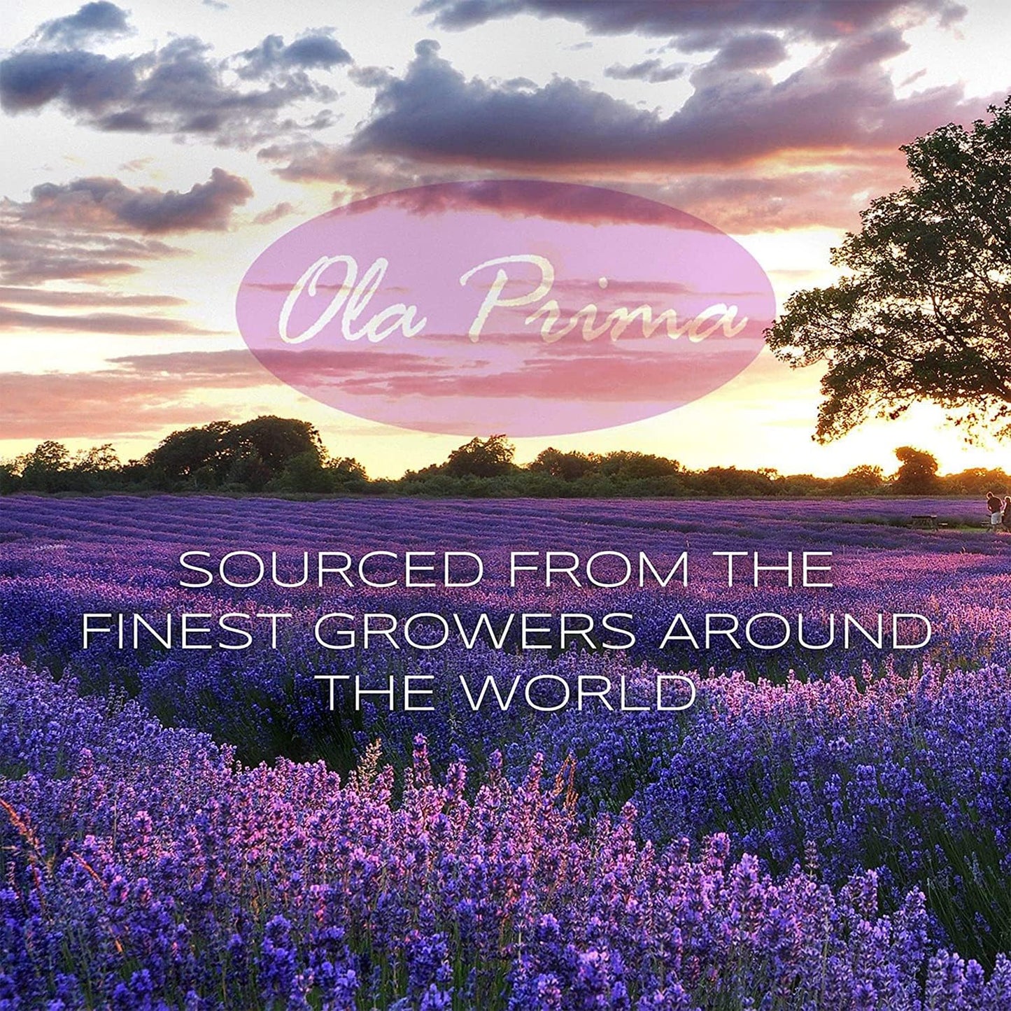 Ola Prima Lemongrass Essential Oil for Aromatherapy, Diffuser, Cleaning, Skin, Hair Health, Relaxation, Soap & Candle Making (16oz Bulk)