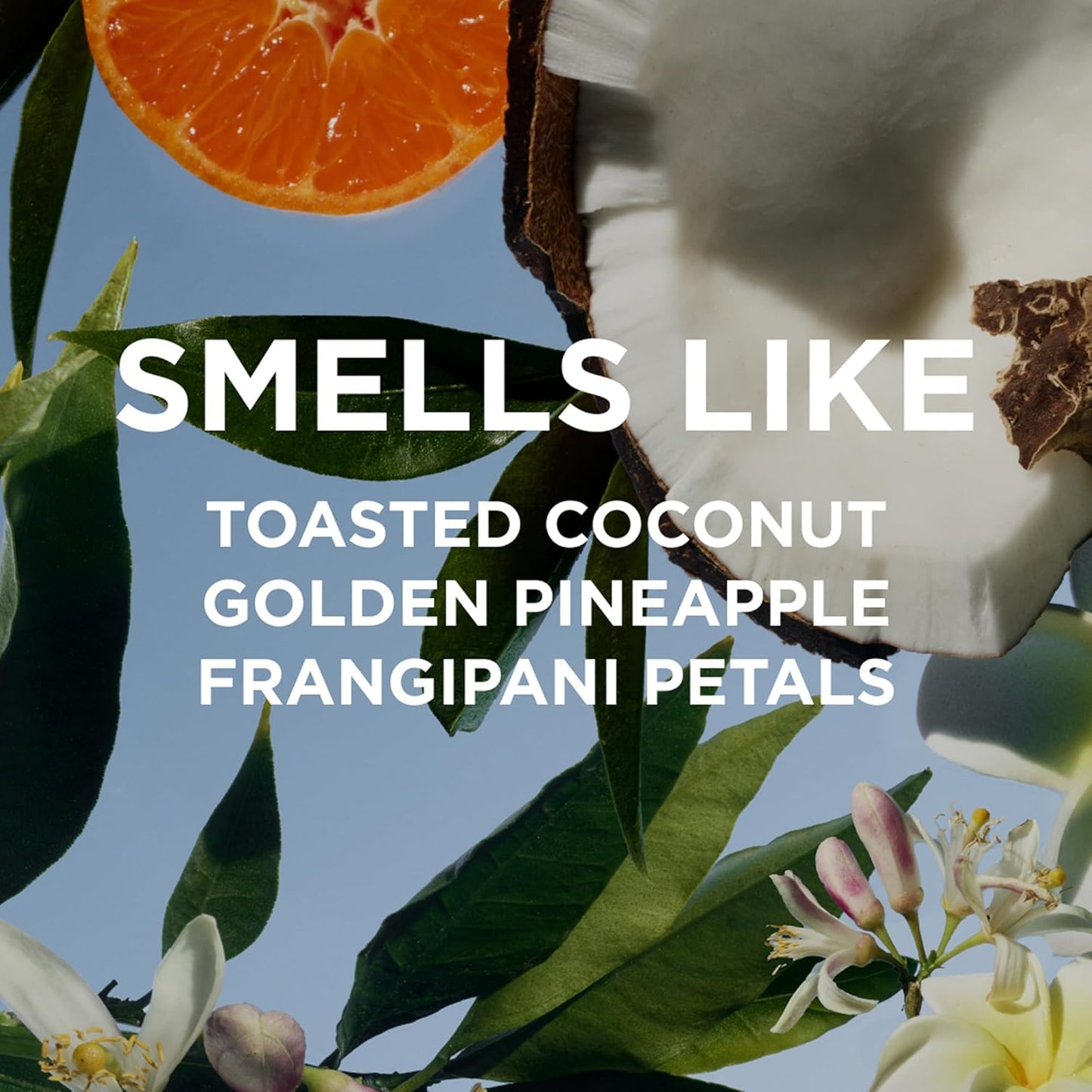 By Rosie Jane Everyday Body Milk (Missy) - Hydrating Toner & Body Moisturizer to Help Even Skin Tone - Infused with Soothing Aloe Vera and Turmeric Root to Promote Anti-Aging (5 Ounce)