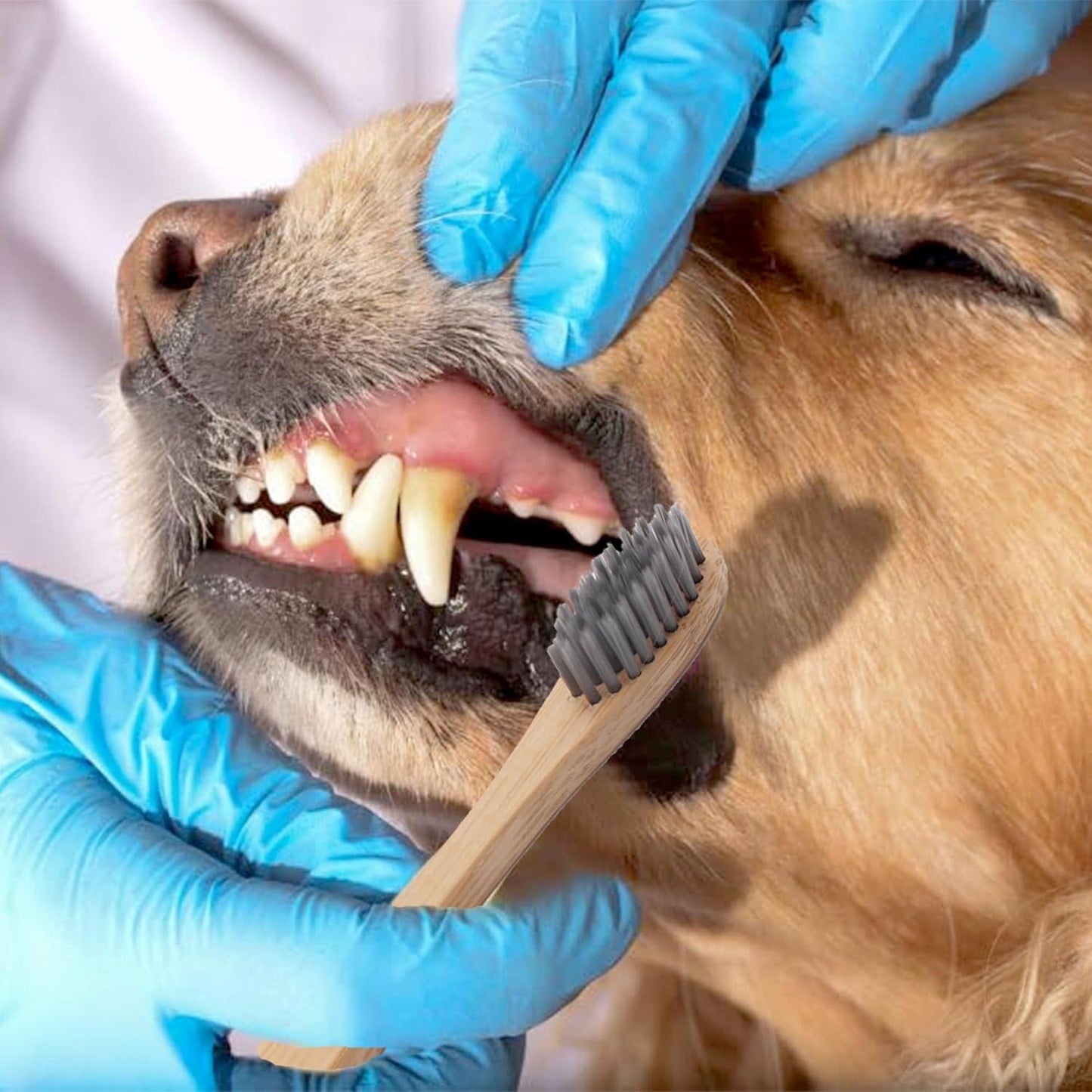 H&H Pets Bamboo Toothbrush Set for Dogs and Cats - Ultra Soft Bristles & Biodegradable Wooden Toothbrush, Puppy Supplies, Dog Dental Set, Eco-Friendly Pet Supplies (Large; 3-Count Pack)