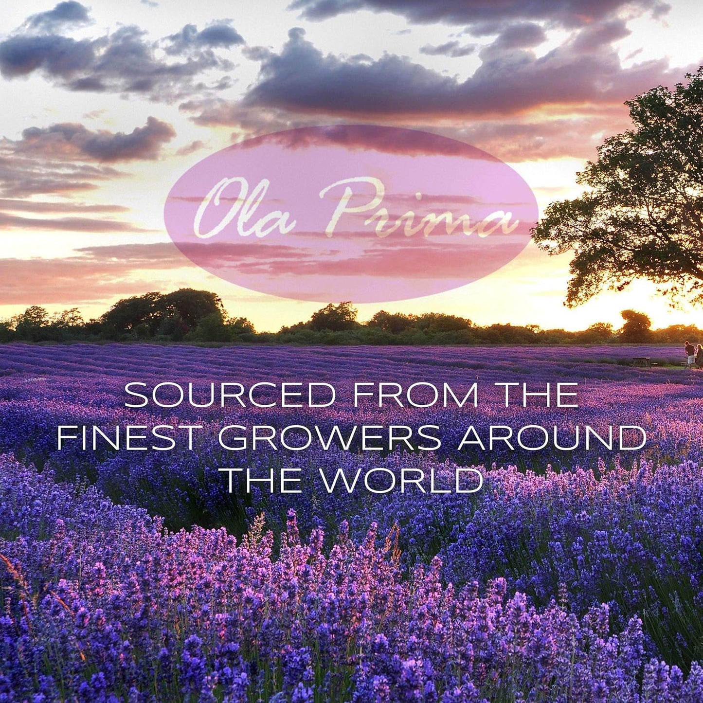 Ola Prima Oils - Orange Essential Oil (16oz Bulk) Therapeutic Grade for Aromatherapy, Diffuser, Relaxation, Calming