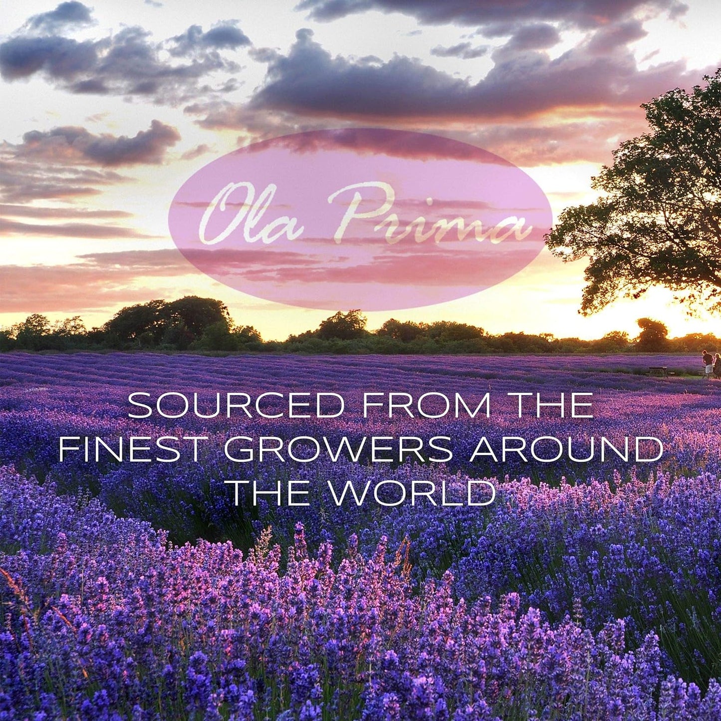 Ola Prima Australian Tea Tree Essential Oil – 4 fl oz Therapeutic Grade with Dropper for Hair, Toenail, Face, Acne, Aromatherapy, and Diffuser